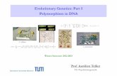 Evolutionary Genetics: Part 1 Polymorphism in DNA · Evolutionary Genetics: Part 1 Polymorphism in DNA S. peruvianum S. chilense ... Separated by at least 2t generations, and split