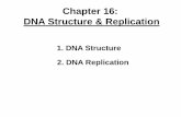 Chapter 16: DNA Structure & Replication chapter... · Okazaki fragment 1 RNA primer for fragment 2 Okazaki fragment 2 Overall direction of replication 3 ...