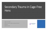 Secondary Trauma in Cage-Free Hens - vetdx.com · •Urolithiasis •Vaccine Error, Reaction •Vent Trauma Mortality Survey Categories •Individual body weight •Flock body weight