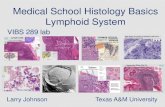 Medical School Histology Basics Lymphoid System · Medical School Histology Basics Lymphoid System ... lymphatic duct Subcapsulary sinus Cortex Medulla Large round structures (follicles),