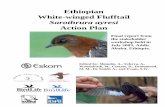 Ethiopian White-winged Flufftail - Darwin white... · Ethiopian White-winged Flufftail ... conservation