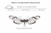 METAMORPHOSIS Volume 2(1... · Acraea zetes acara male (Forewing length 38 mm) LEPIDOPTERISTS' SOCIETY OF SOUTHERN AFRICA . EXECUTIVE COUNCIL . ... I hope you will like the new format.