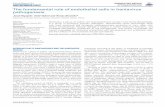 The fundamental role of endothelial cells in hantavirus ... · The fundamental role of endothelial cells in hantavirus pathogenesis ... and tumor necrosis factor receptor (TNFR)-1