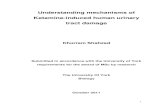 Understanding mechanisms of Ketamine-induced human …etheses.whiterose.ac.uk/2104/1/Khurram_Shahzad_MSc_Thesis.pdf · Understanding mechanisms of Ketamine-induced human urinary tract