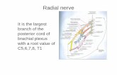 Radial nerve - gmch.gov.in lectures/Anatomy/UL-radial nerve.pdf · Radial nerve It is the largest branch of the posterior cord of brachial plexus with a root value of C5,6,7,8, T1.