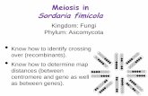 Meiosis in Sordaria fimicola - bxscience.enschool.orgbxscience.enschool.org/ourpages/auto/2013/2/12/52518206/7 meiosis... · Meiosis Zygote (DI loid) Fertilization Mycelial Fusion
