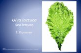 Ulva lactuca Sea lettuce - Scituate Science lactuca.pdf · Ulva lactuca (b). (2013) The Seaweed Site : information on marine macroalgae. Web. 3 Jan. 2013. (2013) The Seaweed Site