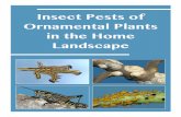 Insect Pests of Ornamental Plants in the Home Landscape · soft-bodied insects with piercing-sucking mouthparts. ... 6 Insect Pests of Ornamental Plants in the Home Landscape Silverleaf