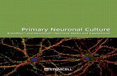 Primary Neuronal Culture - Stemcell Technologies · Superior Primary Neuronal Culture ... A sgi nfii cany htl gi her number of calss II ßI ut-buinl - mi munoeracvtie ... Primary