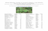 Weed Watcher Guide to Invasive Plants, Trail Weed and a ... · Weed Watcher Guide to Invasive Plants, Trail Weeds and A Few Native Lookalikes For the Mt. Baker Snoqualmie and Okanogan
