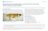 Dog Flea Ctenocephalides canis (Curtis) (Insecta ... · Dog flea Ctenocephalides canis (Curtis) (Insecta: Siphonaptera: Pulicidae) 3 are camouflaged. The debris may help protect the
