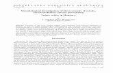 MISCELLANEA ZOOLOGIC HUNGARICA A Morphological ...publication.nhmus.hu/pdf/misczool/Miscnea_zool_hung_1998_Vol_12_11.pdf · Morphological investigatio of Mesocestoidesn (Cestoda,