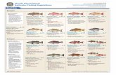 Florida Recreational Saltwater Fishing Regulations · Reef Fish Gag Grouperp p t & Yellowmouthl X Minimum Size Limits: • Atlantic - 24" • •Gulf - 24" Season: • •Atlantic