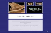 PHYLUM: BRYOZOA - saeon.ac.za Field Guide to SA Offshore Marine Invertebrates... · Bryozoa specimens can be frozen or placed in 70% ethanol for storage and 96% ethanol for molecular