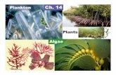 Ch. 14 Plankton, Algae, Plants-PDF - Orange Coast Collegeocconline.occ.cccd.edu/online/lsnyder/Ch 14 Plankton-Algae-Plants... · Zooplankton (Animal Plankton) •Heterotrophic = Consumers