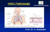 BAL aus der Sicht des Pathologen - uk-essen.de II... · Chronische Rhinitis atrophica - Reduktion auch von Schleimhautdrüsen - Borkenbildung der SH lagert sich eingelagertes Exsudat