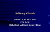 Salivary Glands - fulorrgege.net · Kuettner`s tumor # Chr. recurrent parotitis # Sjogren`s sy. ... parotis , lacrim.gl. uveitis, n.VII.palsy, SNHL, saliva , amylase ,