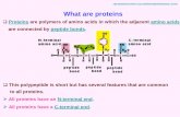 What are proteins - Assiut … Protein/Korayem...What is a peptide bond? Peptide bonds A C-N covalent bond between the Nitrogen of one amino acid and the carboxyl carbon of an adjacent