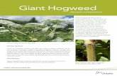 a Giant Hogweed - dr6j45jk9xcmk.cloudfront.net · The clear watery sap of Giant hogweed contains toxins that can cause severe dermatitis (inflammation of the skin). You can get severe