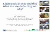 Contagious animal diseases What are we defending and why? · Influensa A H1N1 09 Mycoplasma hyopneumon. For contagious swine diseases, ... LP avian influenza1 Newcastle disease2 Infectious