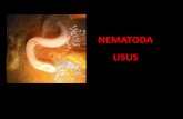 NEMATODA USUS - citradenali.infocitradenali.info/wp-content/uploads/2018/06/11.-NEMATODA-USUS.pdfNEMATODA USUS •Ascaris ... hati. Visceral larva migrans dengan gejala eosinofilia,