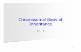 Chromosomal Basis of Inheritancecmalone/pdf360/Ch03-1mitomeio.pdf · Mitosis and cytokinesis ultimately produce two daughter cells Ðhaving the same number of chromosomes as the mother