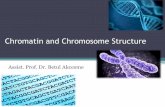 Chromatin and Chromosome Structure · Chromatin and Chromosome Structure Assist. Prof. Dr. ... •Solenoid structure has 6-7 nucleosomes per turn ... during mitosis (and meiosis)