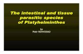 The intestinal and tissue parasitic species ofPlatyhelminthes · The intestinal and tissue parasitic species ofPlatyhelminthes The intestinal and tissue parasitic species ofPlatyhelminthes