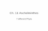 Ch. 11 Aschelminthes fileCh. 11 Aschelminthes 7 different Phyla. Characteristics • Has a pseudocoel-fluid filled body cavity. • Microscopic to 1 meter long. Characteristics •