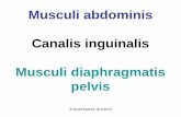Musculi abdominis Canalis inguinalis Musculi …anatomie.lf3.cuni.cz/centralni_prezentace/Svaly3_eng.pdfMusculi abdominis –overview • ventral group –m. rectus abdominis –m.
