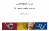 Filo Nematoda y otros roundworms Nematod are the most diverse phylum of pseudocoelomates, and one of the most diverse of all animals Key characteriscs of the phylum: • Body elongate