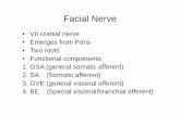 Facial Nerve lectures/Anatomy/Facial nerve.pdf · Nervus intermedius is present between the motor root