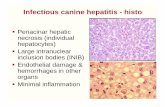 Infectious canine hepatitis - histopeople.upei.ca/lopez/Liver_lecture_4_Final_2009_ppt.pdf · Infectious canine hepatitis - histo Periacinar hepaticPeriacinar hepatic necrosis (individual