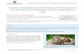 Overview of Amphibian Sexual Dimorphism, with … Journal of Zoology and Animal Biology Overview of Amphibian Sexual Dimorphism, with Description of New Secondary Sexual Dimorphic
