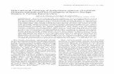 Spermathecal cytology of Ambystoma opacum … OF MORPHOLOGY 217:115-127 (1993) Spermathecal Cytology of Ambystoma opacum (Amphi bia: Ambystomatidae) and the Phylogeny of Sperm Storage