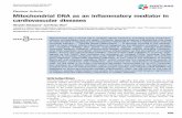 Mitochondrial DNA as an inflammatory mediator in ... · Correspondence: Kinya Otsu (kinya.otsu@kcl.ac.uk) Mitochondria play a central role in multiple cellular functions, including