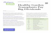 Healthy Garden Transplants Pay - canr.msu.edu · a garden for the first time, try a variety with resistance to multiple diseases. This is the easiest and most important way to decrease