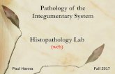 Pathology of the Integumentary System Histopathology Labpeople.upei.ca/hanna/skinLab/skin-histo-WebF17.pdf · Pathology of the Integumentary System Histopathology Lab (web) Paul Hanna