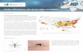 Aedes albopictus, the Asian tiger mosquito - us.biogents.com · At the completion of larval development, the fourth-stage larva molts into the pupal stage. The pupa is a non-feeding