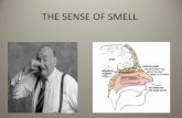 Sense of Smell - National Institute of Environmental ... · Bears are thought to have the best sense of smell of any animal on earth. For example, the average dog’s sense of smell