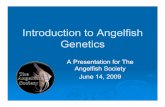 Introduction to Angelfish Genetics - The Angelfish Society · If you are new to keeping angelfish… ØØ By now you will have noticed that angelfish come in an array of colors, with