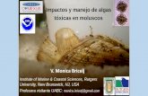 V. Monica Bricelj - cesaibc.org Impactos y manejo de algas toxicas_141015155414.pdf · PTXs, AZAs, YTX, SPX CRMs de tejidos de moluscos •Acido demoico (ASP-Mus) ... Ecosystem +:
