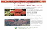 March 1999 Metrosideros robusta are easily grown, requiring little or no aftercare. If you intend to propagate rata from seed, you should use only seed that has been gathered from