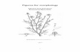 Edited by Zsolt Erős-Honti Reviewed by Mária Höhnnovenytan.kertk.szie.hu/sites/default/files/files/2017-2018-I/Morphology_Figures.pdf · 1 Figures for morphology Edited by Zsolt