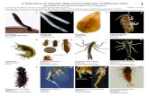 A Selection of Aquatic Macroinvertebrates of Illinois, USA 1 · operculate, planorbid snails Right Left Operculate Planorbid Larva Pupa Gastropoda:Ancylidae Unionidae: mussels MOLLUSCA