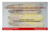 Alison Robertson ISU Extension Plant Pathologist · Alison Robertson ISU Extension Plant Pathologist. Grain Quality of Hail Corn Clinic ...