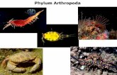 Phylum Arthropoda - instruction2.mtsac.eduinstruction2.mtsac.edu/jkido/Biology 20/Lecture Powerpoints/Exam 2 Lectures... · Domain Eukarya Kingdom Animalia Phylum Arthropoda Subphylum