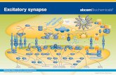 Excitatory synapse - docs.abcam.comdocs.abcam.com/pdf/biochemicals/Excitatory-Synapse.pdf · Verapamil hydrochloride L-type Ca2+ channel blocker >99% ab120140 Pitstop 2™ clathrin