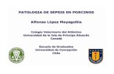 The Pathophysiology of Sepsis - people.upei.capeople.upei.ca/lopez/castellano/chile/Sepsis_castellano.pdf · Pancreatitis Aspiración Infección Trauma Quemaduras Disbiosis Otras