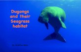 Dugongs and their Seagrass - International Union … and their seagrass habitat smaller Created Date 1/19/2016 2:30:16 AM ...